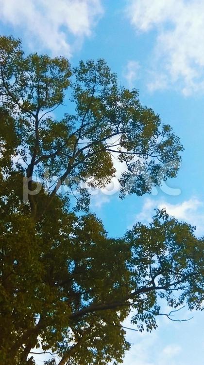 木と青空 空,雲,晴れの写真素材