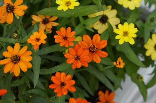 ジニア・プロフュージョン ジニア・プロフュージョン,秋の花,花壇の写真素材