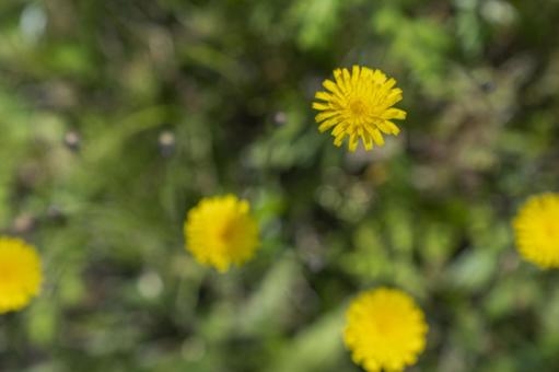 【背景素材】タンポポの花3 【背景素材】タンポポの花3の写真
