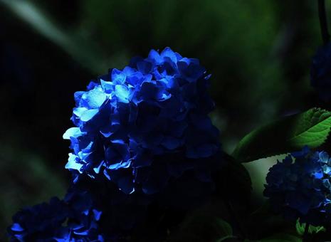 花模様₋アジサイ‐ダークなイメージ 花模様₋アジサイ‐ダークなイメージの写真