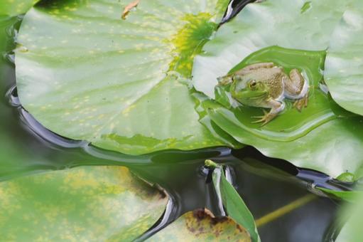 カエル カエル カエル,ウシガエル,両生類の写真素材