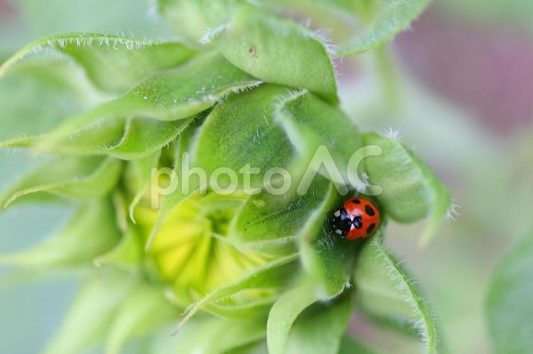 ひまわりにかくれるてんとう虫 テントウムシ,ひまわり,七色天道虫の写真素材