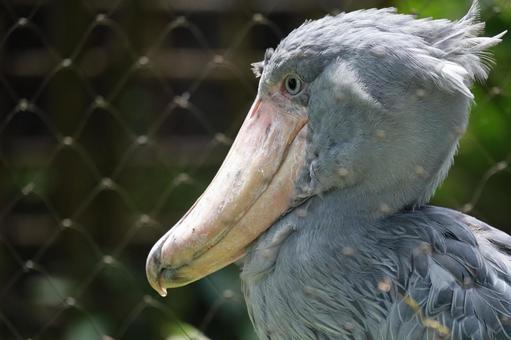 上野動物園　ハシビロコウ横顔 上野動物園,balaeniceps,ハシビロコウの写真素材