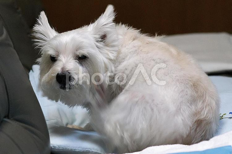 ホワイトテリア　チビタ　125　痒い ホワイトテリア,愛犬,ペットの写真素材