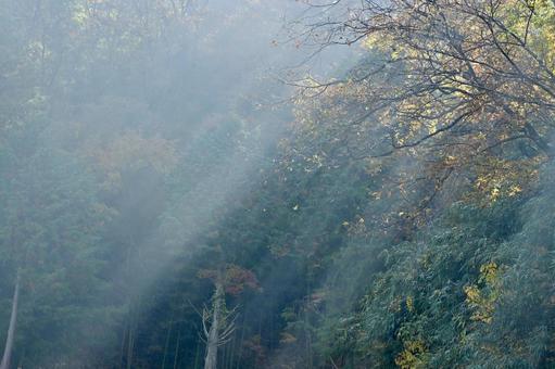霧と光の風景 霧,濃霧,自然の写真素材