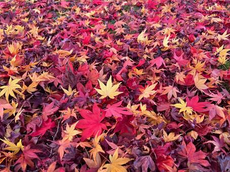 秋の紅葉の画像 もみじ,紅葉,秋の写真素材