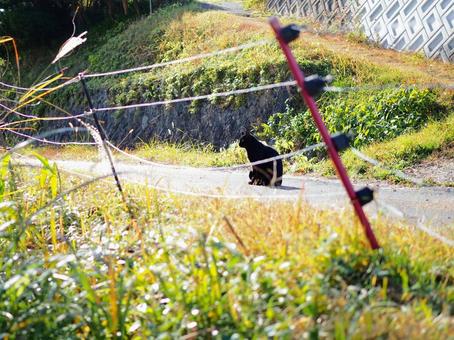 田舎の秋と道の真ん中に座る猫 田舎の秋と道の真ん中に座る猫 猫,地域猫,野良猫の写真素材