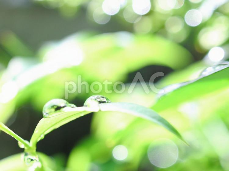 雨上がり　葉っぱの上の水滴 水滴,雨上がり,葉っぱの水滴の写真素材