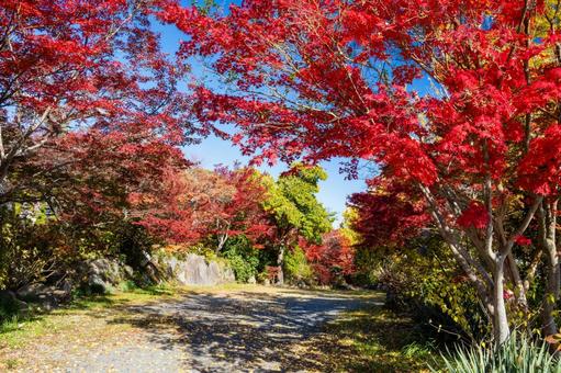 称名寺の紅葉⑵ 秋,紅葉,称名寺の写真素材