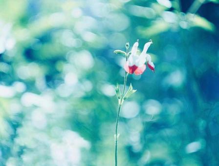 道端に咲く花の写真