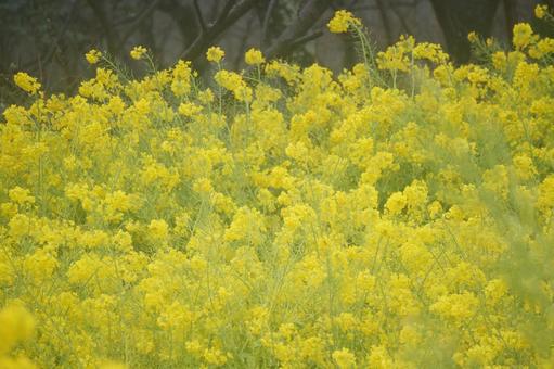 Rape blossoms, JPG Rape blossoms, JPG