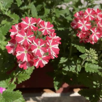 flower flowerの写真
