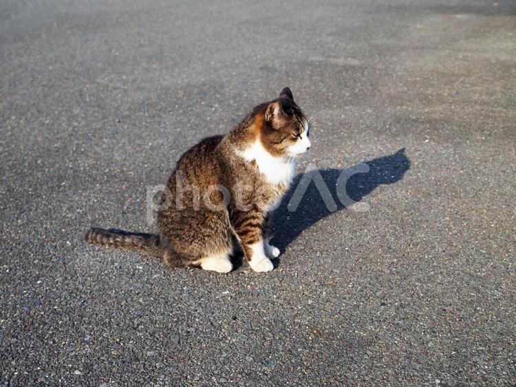 野良猫のいる風景 野良猫,猫,哺乳類の写真素材