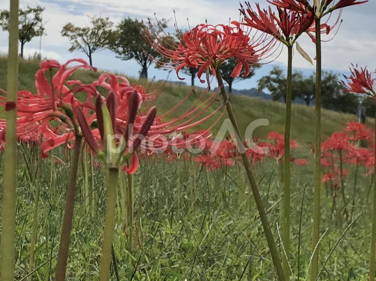 彼岸花　秋の風景 リコリス,曼殊沙華,ひがんばなの写真素材