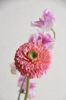 ガーベラとスイートピー ガーベラ,スイートピー,花の写真素材