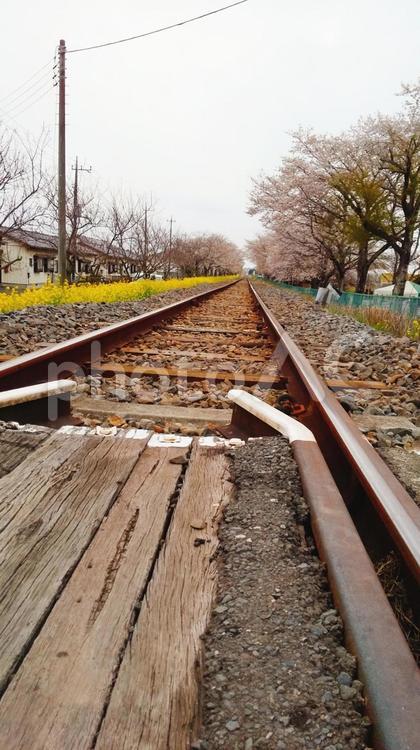踏み切りから見た線路 線路,春,桜並木の写真素材