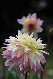 Photo, dahlia, flower, asteraceae plant, 