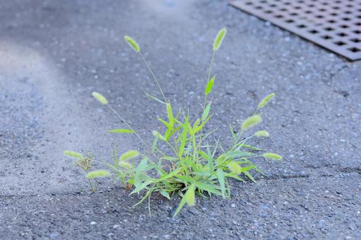 コンクリートの隙間に生える雑草 コンクリートの隙間に生える雑草の写真