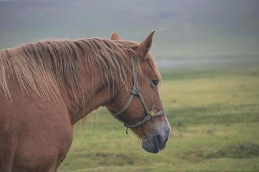 阿蘇草千里の馬 阿蘇,馬,ホースの写真素材