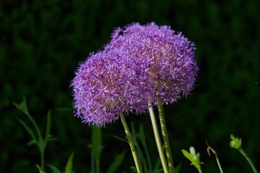 Allium "Flowering Onion" , JPG Allium "Flowering Onion" , JPG