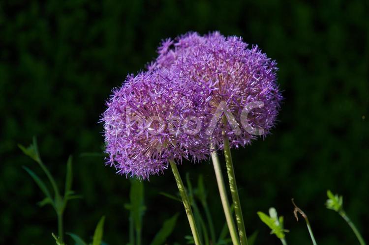 アリウム「花葱（はなねぎ）」  アリウム,花葱,はなねぎの写真素材