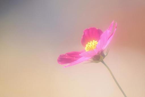 柔らかなイメージのシュウメイギクの写真