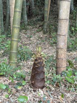 竹やぶに生えるタケノコ 竹やぶに生えるタケノコの写真