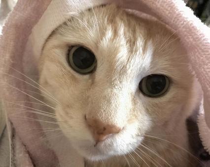甘える猫 甘える猫の写真