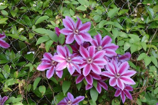 野生に咲く紫色のクレマチスの花たち 野生,咲く,紫色の写真素材