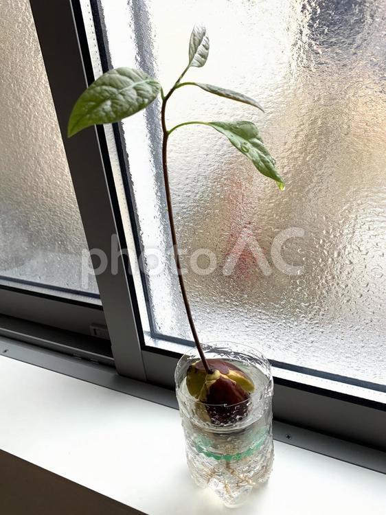 アボカドの水耕栽培 アボカド,植物,水の写真素材