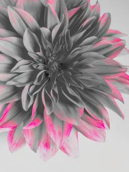 ダリアの花、ダリア ダリアの花、ダリアの写真