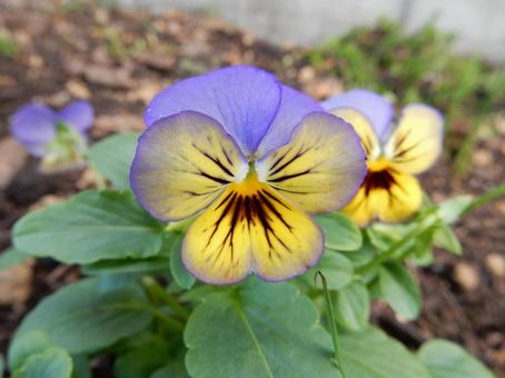 【花の写真】ピオラ ビオラ,三色菫,植物の写真素材