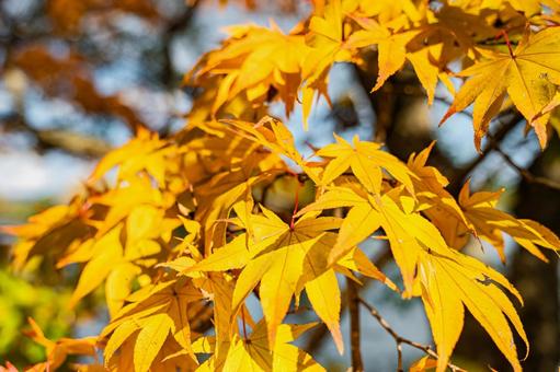 北海道　大沼国定公園　秋の風景 北海道,大沼,函館の写真素材