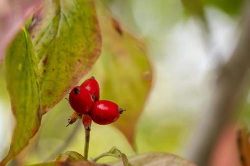 ハナミズキの実⑵ 実,ハナミズキ,アメリカヤマボウシの写真素材