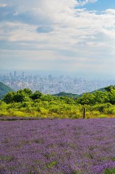 北海道 札幌市 幌見峠のラベンダー畑 北海道 札幌市 幌見峠のラベンダー畑の写真