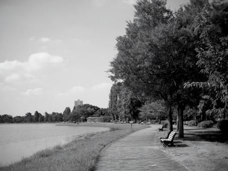 水元公園 水元公園 白黒,モノクローム,公園の写真素材