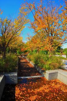 紅葉の落ち葉の季節 紅葉の落ち葉の季節の写真