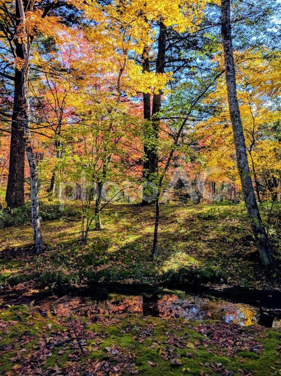 雲場池  紅葉 森 秋,葉,風景の写真素材