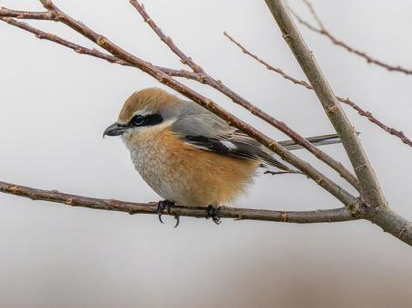 枝にとまるモズ・百舌鳥 枝にとまるモズ・百舌鳥の写真