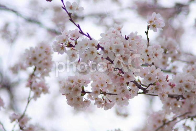 満開の桜　光の中で ピンク,開花,蕾の写真素材