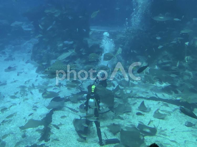 水槽の中で魚に餌をやるダイバー 水槽,美しい,水中の写真素材