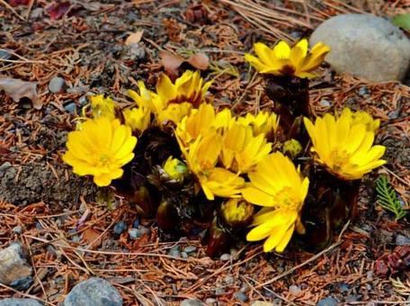 福寿草 福寿草の写真