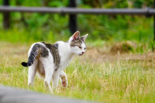 猫(165) 猫(165)の写真