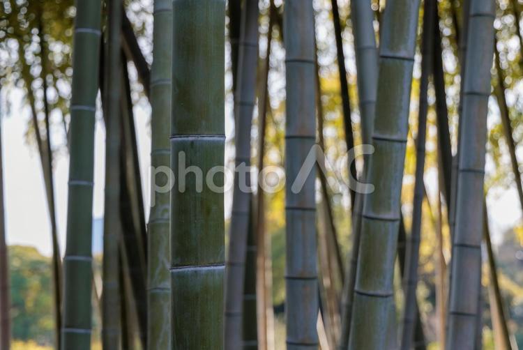 幻想的な美しさで人々を魅了する竹林 竹,自然,幻想的の写真素材