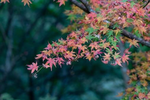 秋の紅葉 秋の紅葉の写真