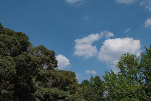 新緑と空と雲 新緑と空と雲 新緑,自然,風景の写真素材