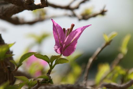 ブーゲンビリア　咲く風景の写真