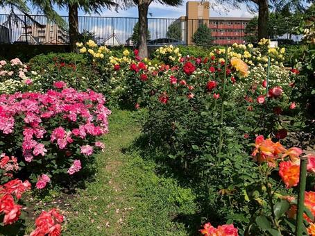 バラ園 バラ園の写真