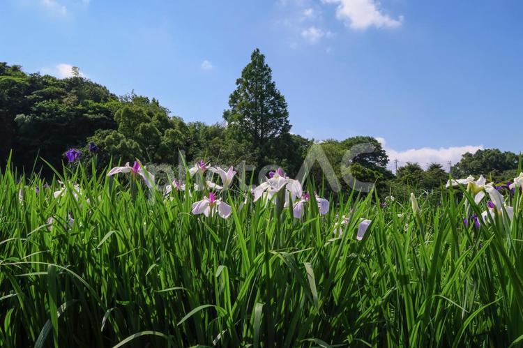 しょうぶの畑 花菖蒲,アイリス,しょうぶ園の写真素材