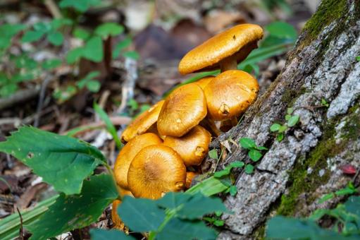 キノコ⑺の写真